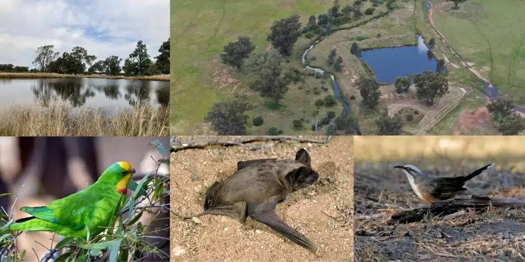 Biodiversity Bush Bonanza