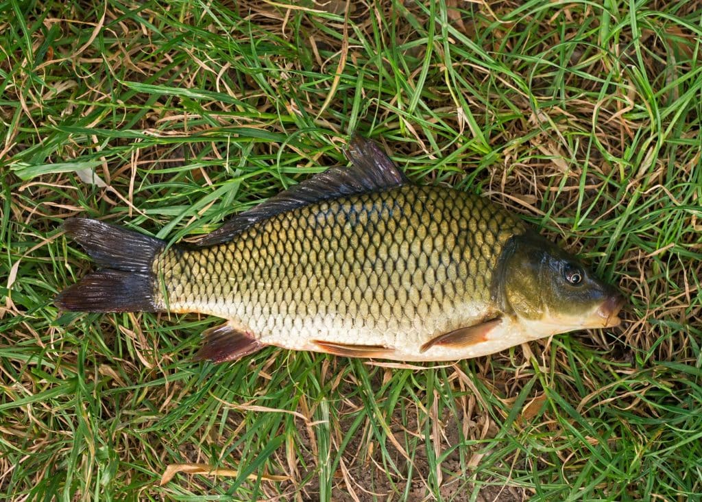 The carp conundrum in the Murrumbidgee