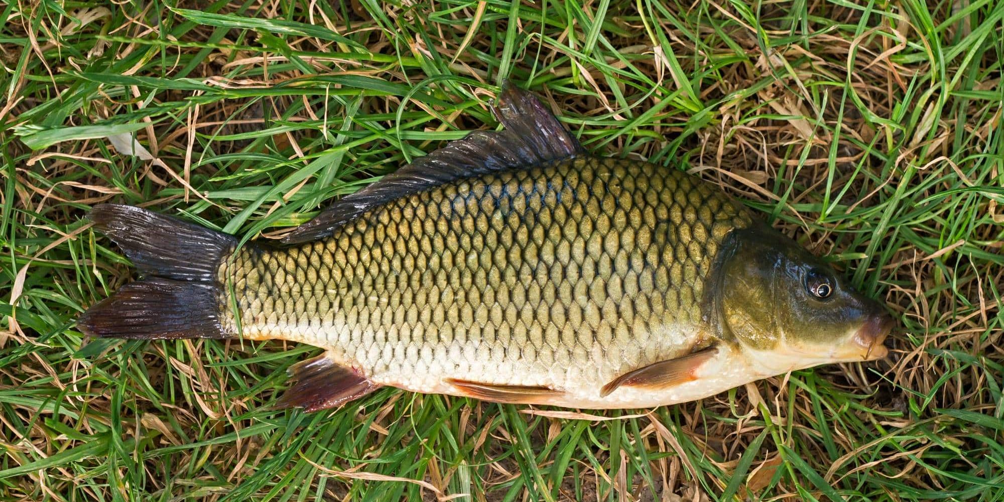 Carp 1