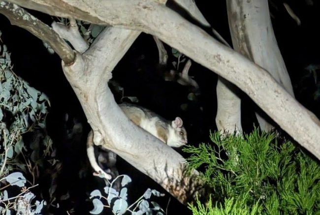 Community Spotlighting