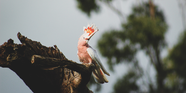 Cockatoo