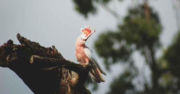 Major Mitchell’s Cockatoos spotted near Moulamein