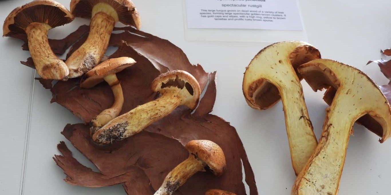 Conversion to jpeg (4)