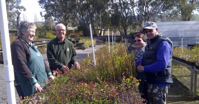 Tumut nursery