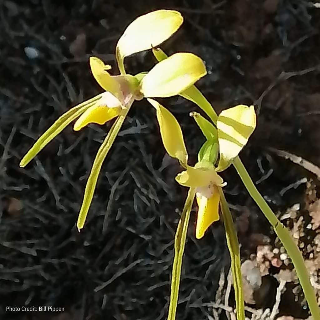 Coolamon: Spring into Orchids