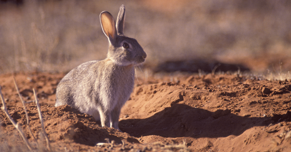 Managing feral animals