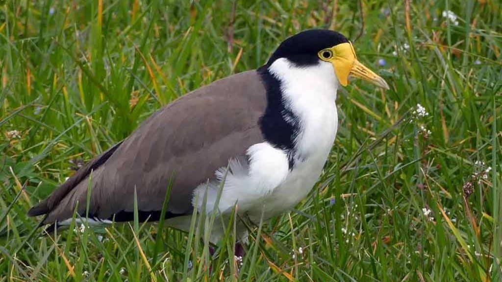 Is it just Magpies? Who are the other swoopers?