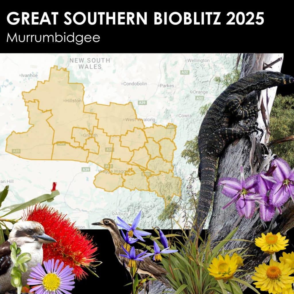 Great Southern BioBlitz 2025: Murrumbidgee