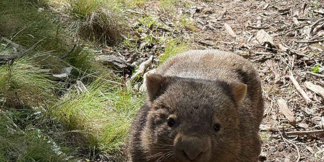 Batlow Bush Blitz (1)