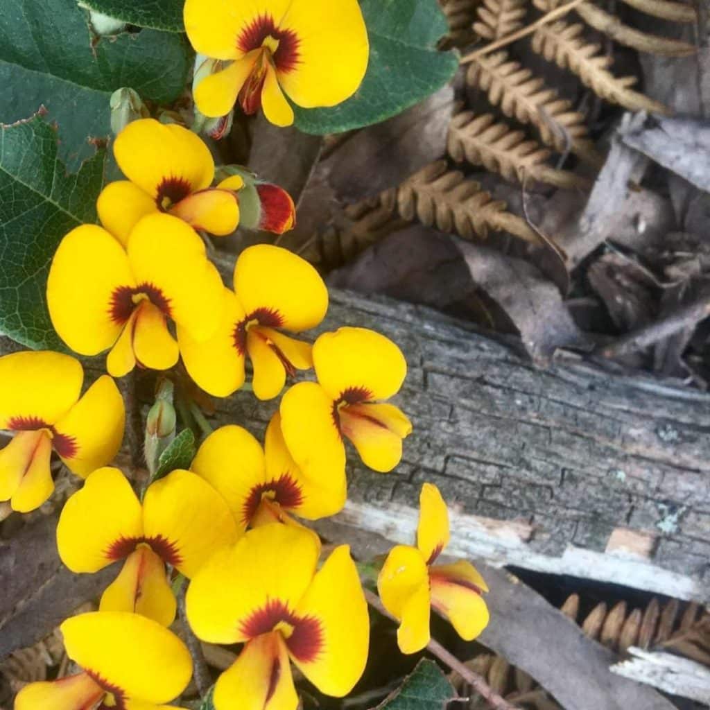 Batlow: On the Bush Lookout BioBlitz