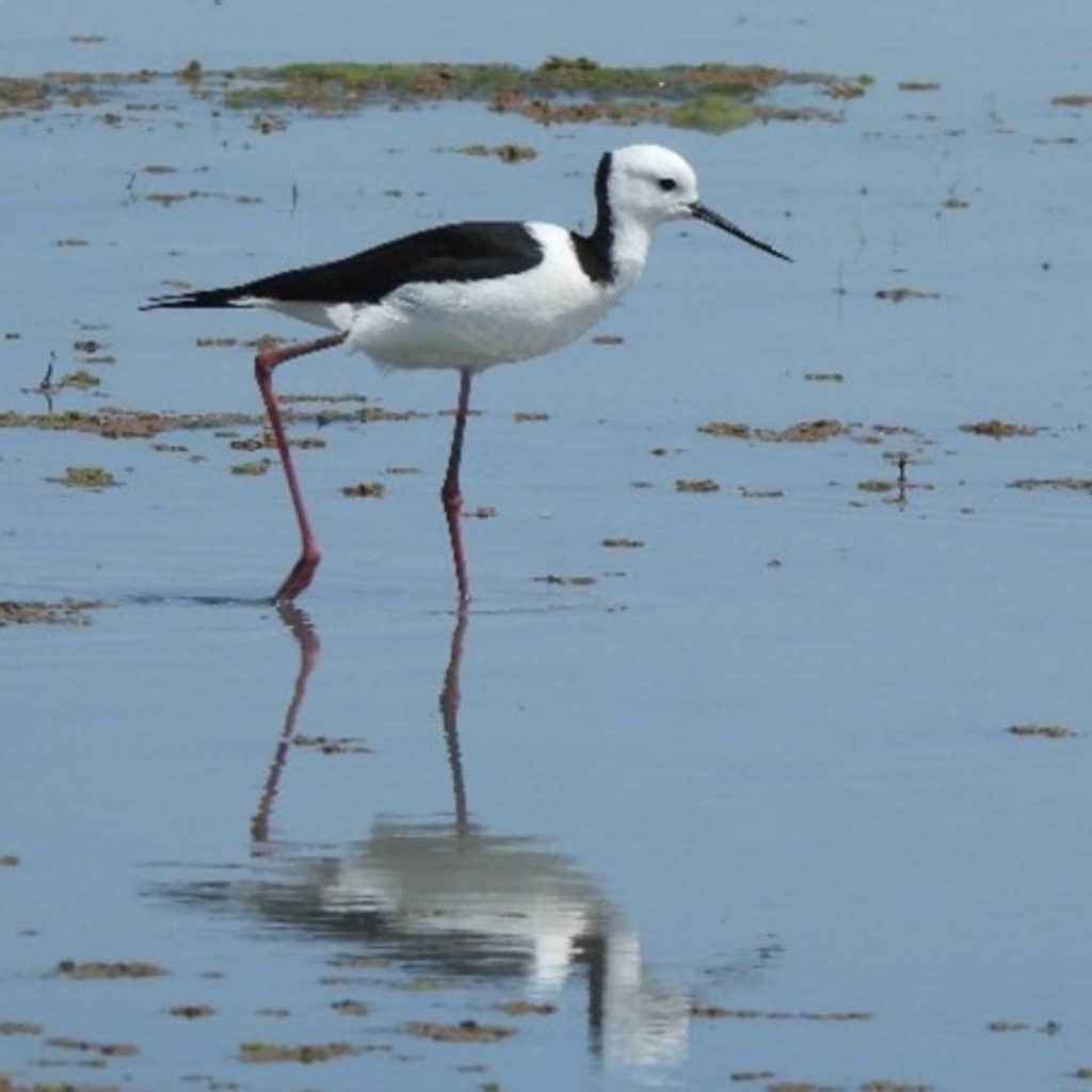 Black Winged Stilt Black Winged Stilt