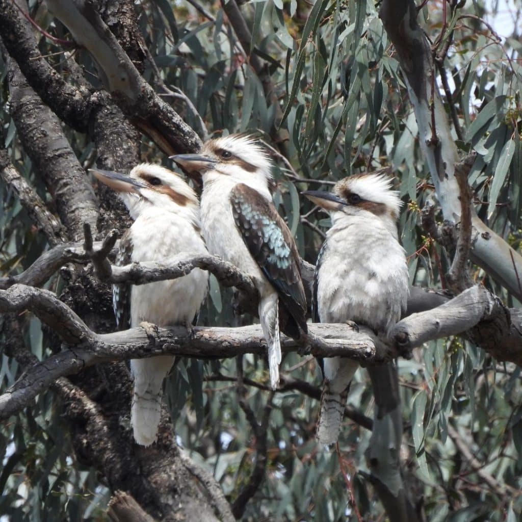 Case Study: Bridging the Landcare knowledge gap with a BioBlitz