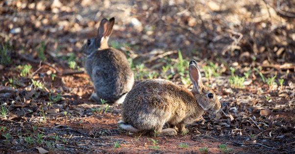 Feral rabbit management
