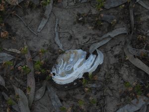 Billabong Mussel at Tootool Wetlands