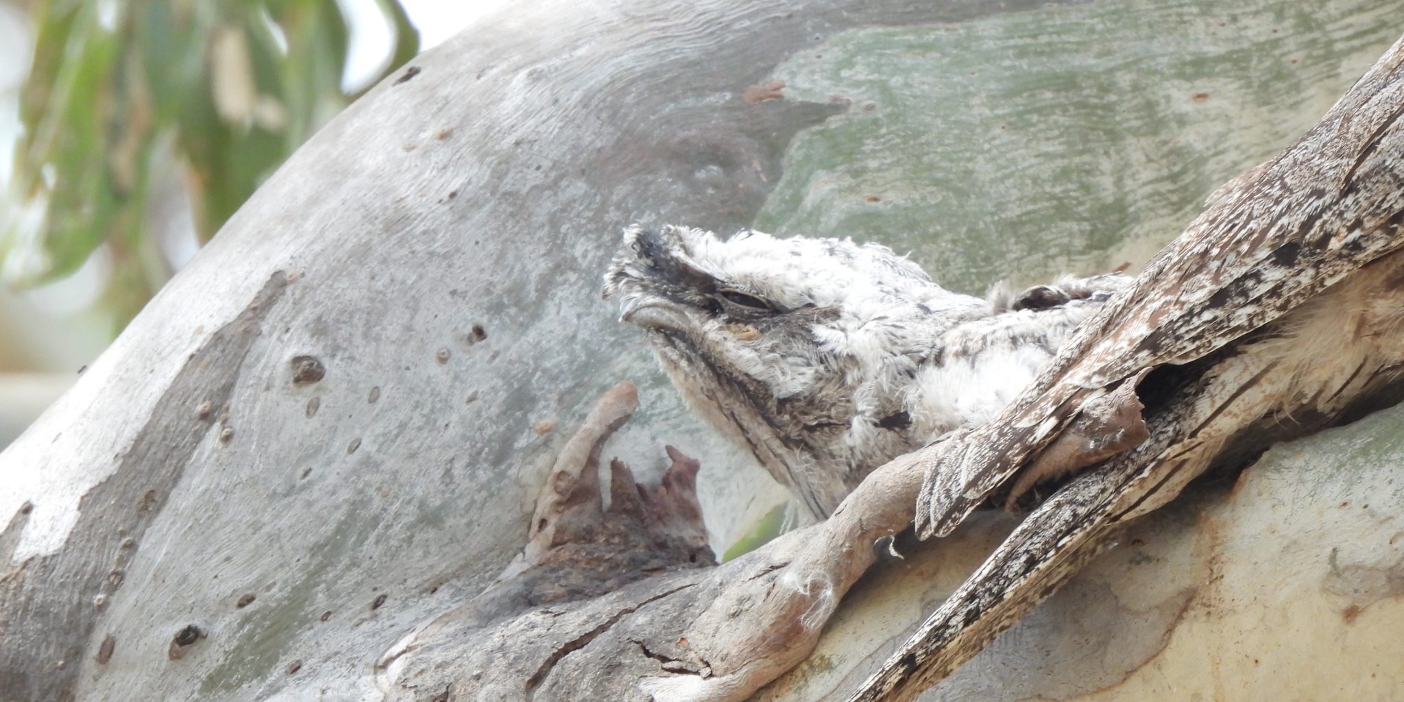 1.DSCN1860_Baby Tawney_KT