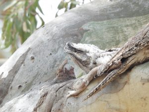 Baby Tawney Frogmouth at Tootool Wetlands