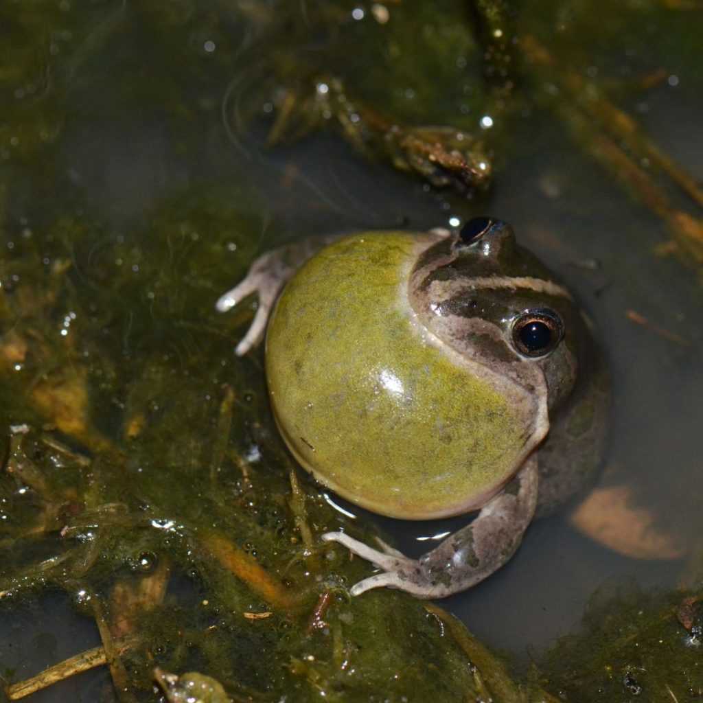 Temora: Frog Walk for Temora Youth