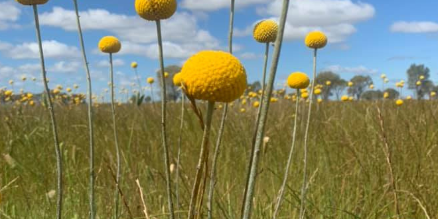 billy buttons