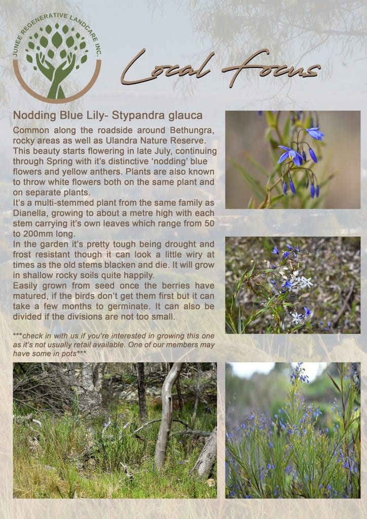 Case Study: 'Local Focus' Shining a Light on Junee's Native Flora