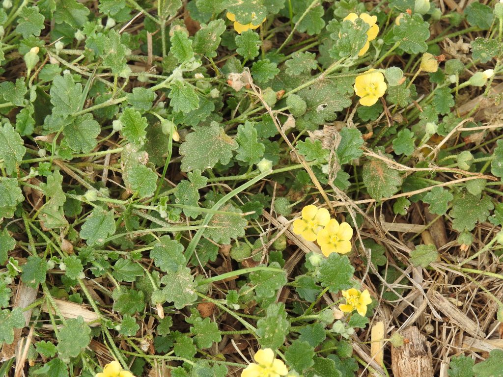 Sida Corrugata An Unsung Hero Herb