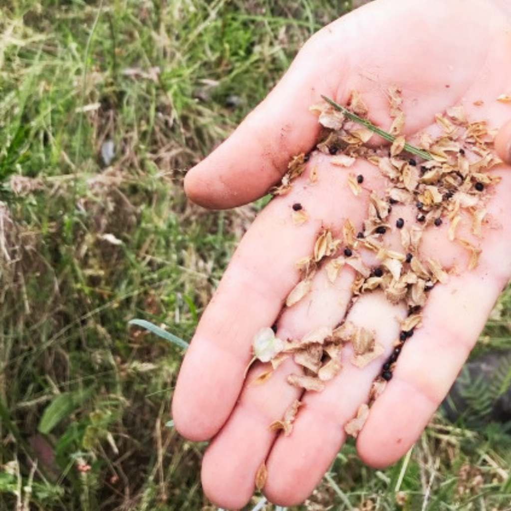 Wagga: Native Seed Processing