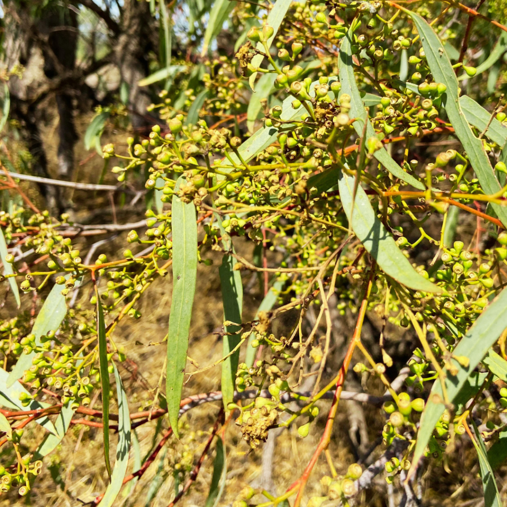 Hay: Native Seed Processing