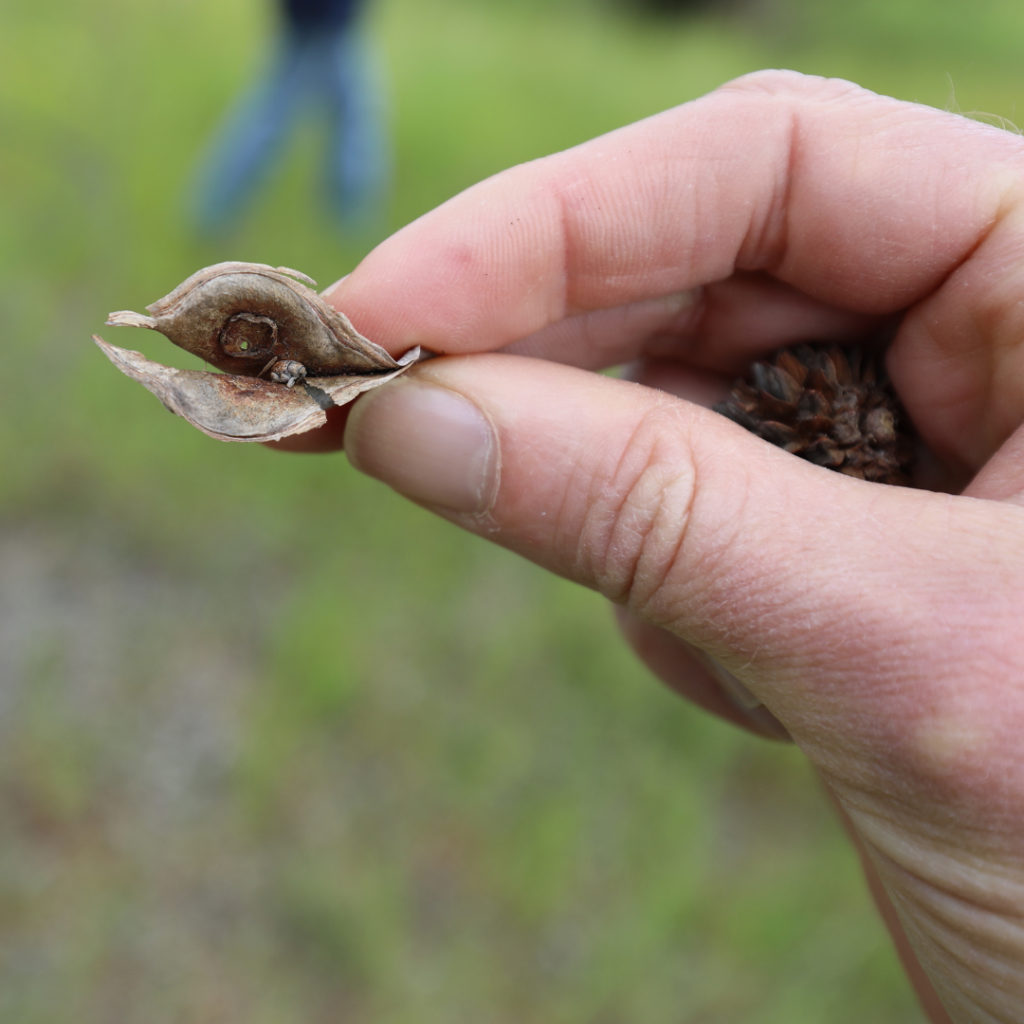 Temora: Native Seed Processing