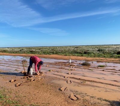 Case Study: Major Native Species Restoration Project Delivered by Hay Plains Landcare