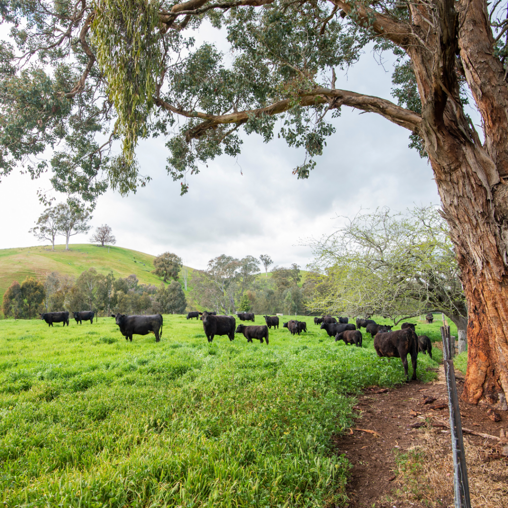 Cootamundra: Nature That Pays