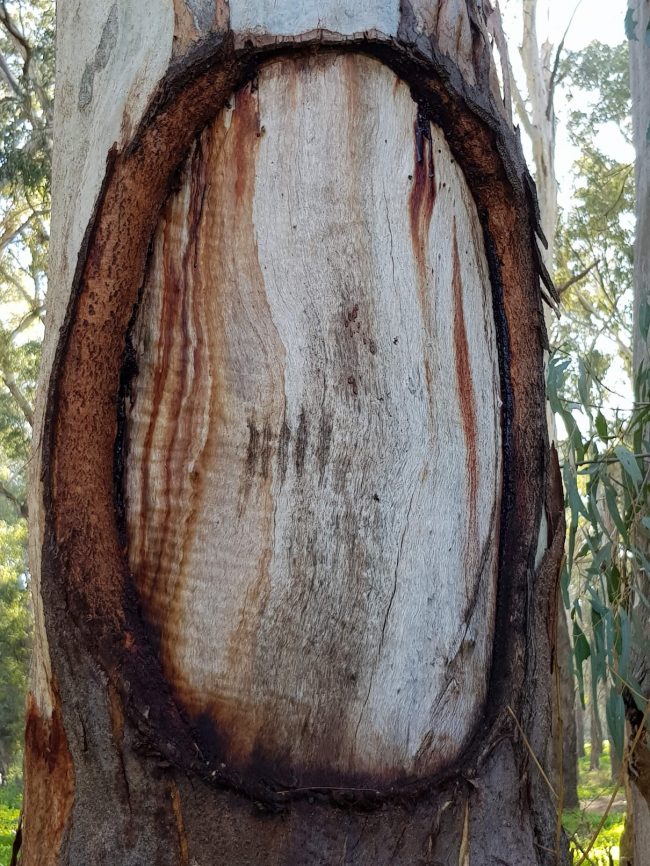Coolamon
