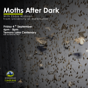 Moths After Dark