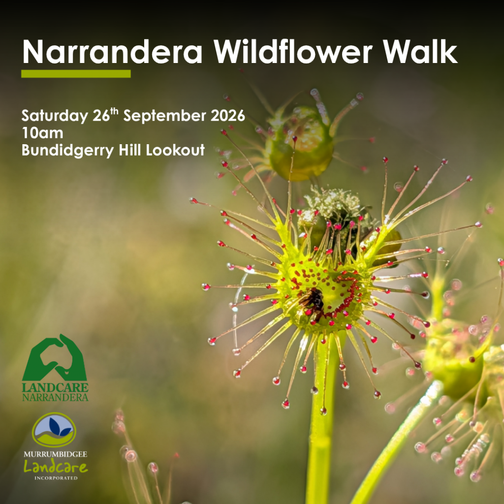 Narrandera WildFlower Walk